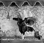 Daniel Lowenbruck - Gravol (Vinyl)