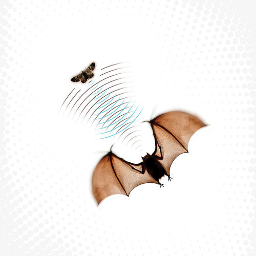 Batsauce - Echolocation - Gray (Vinyl)