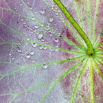 Peter Chilvers - Dust 2 (Vinyl)