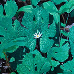 Early Fern - Wetland Interiors (Vinyl)