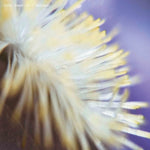 the album cover for Dimi Angelis - Nech034 (Ep)