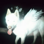 the album cover for Fat Dog - Cancel Me (I'm Tired)