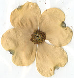 Albert Ayler : Holy Ghost (10xCD, Comp + Box)