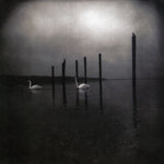 Om - Conferencia de las Aves (CD)