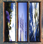 the album cover for Fernando - Dreams Of The Sun and Sky