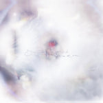 Glixen - She Only Said (Cassette)