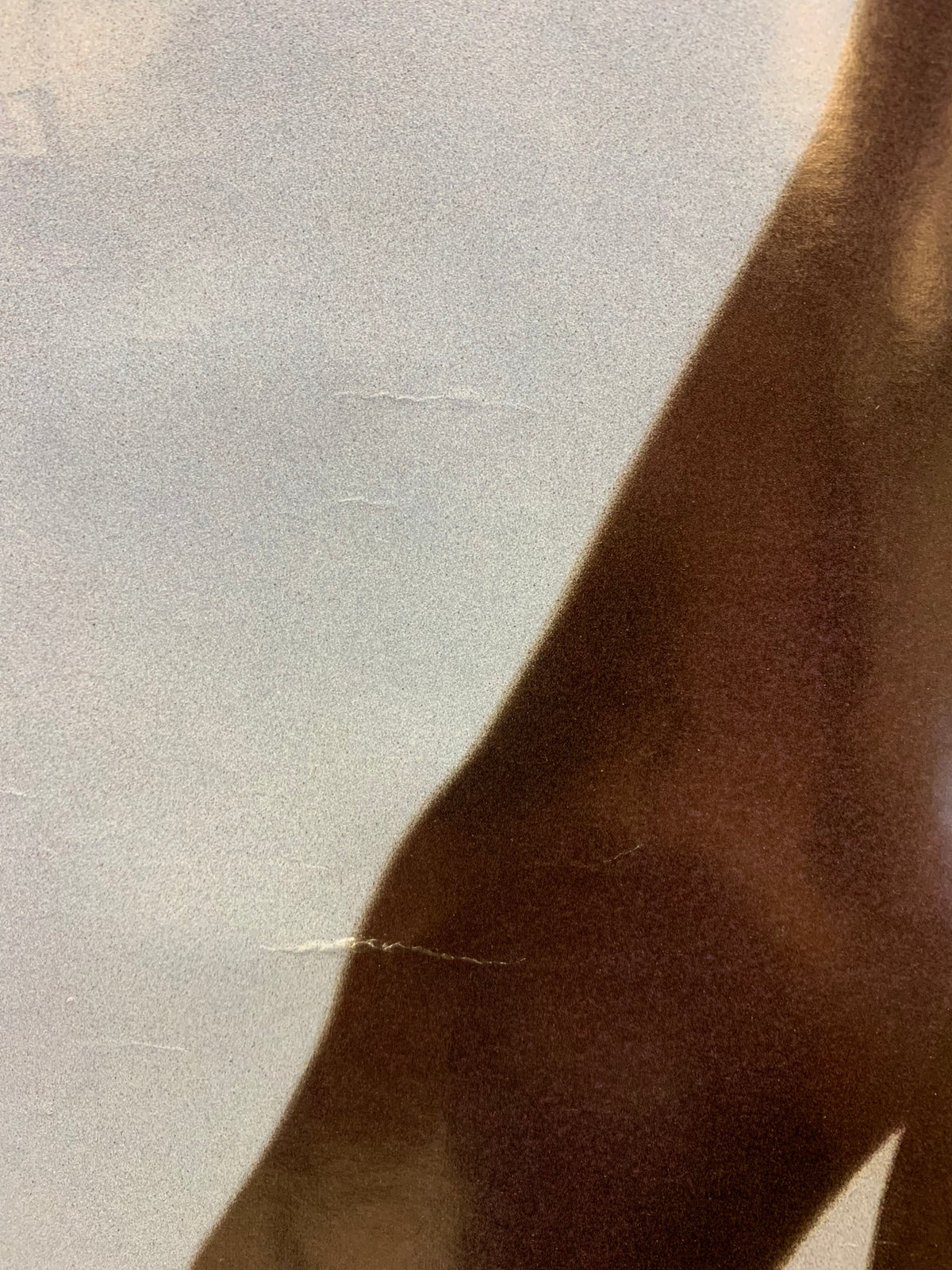 Dwight Twilley - Jungle Promo Poster