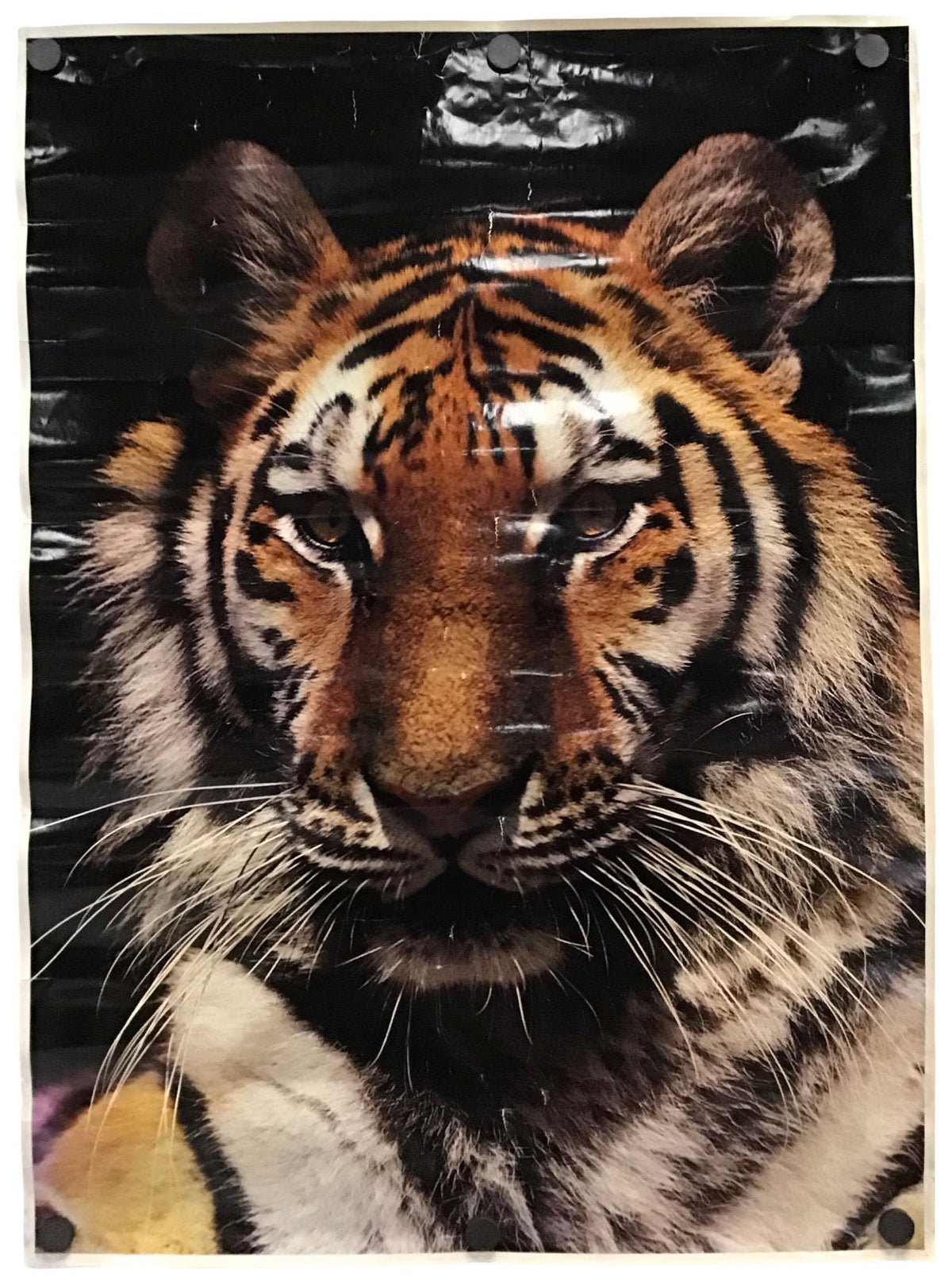 Tiger - Vintage Poster