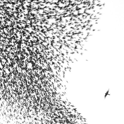 Wilco - Cielo azul cielo (Vinilo)