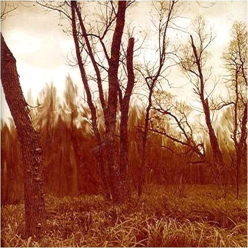 the album cover for Northwoods Improvisers - Branches