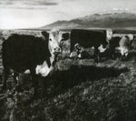 Mark Kozelek - Finalmente (CD)