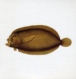 Blue Water White Death - Blue Water White Death (CD)