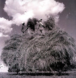 the album cover for William Elliott Whitmore - Field Songs