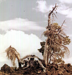 the album cover for People Of The North - Sleep Formations