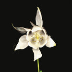 the album cover for Fridge - Happiness