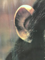 "He Is My Brother" - Vintage Chimp Poster