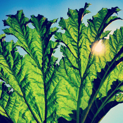 Pfarmers - Gunnera (Vinilo)