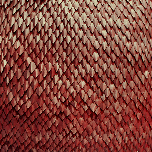 the album cover for Kill The Vultures - Carnelian