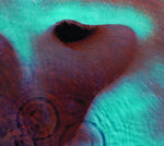 Pink Floyd - Meddle (CD)