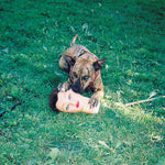 Joyce Manor - Cody (CD)