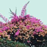 the album cover for Jay Som - Turn Into