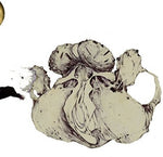 Coil - Ape Of Naples (Vinilo)