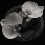Mike Patton & Jean-Claude Vannier - Corpse Flower (CD)