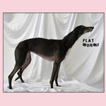 the album cover for Flat Worms - Flat Worms