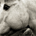 Bonny Light Horseman - Bonny Light Horseman (Vinyl)