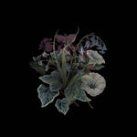 the album cover for Nhor - Wildflowers (Blk) (Gate) [Limited Edition] [180 Gram]