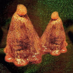 the album cover for Black To Comm - Oocyte Oil & Stolen Androgens [Clear Vinyl] (Grn) [Limited Edition]