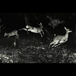 Wordcolour - The trees were buzzing, and the grass. (Vinyl)