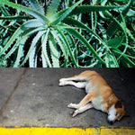 the album cover for Steve Bates - All The Things That Happen [LP]