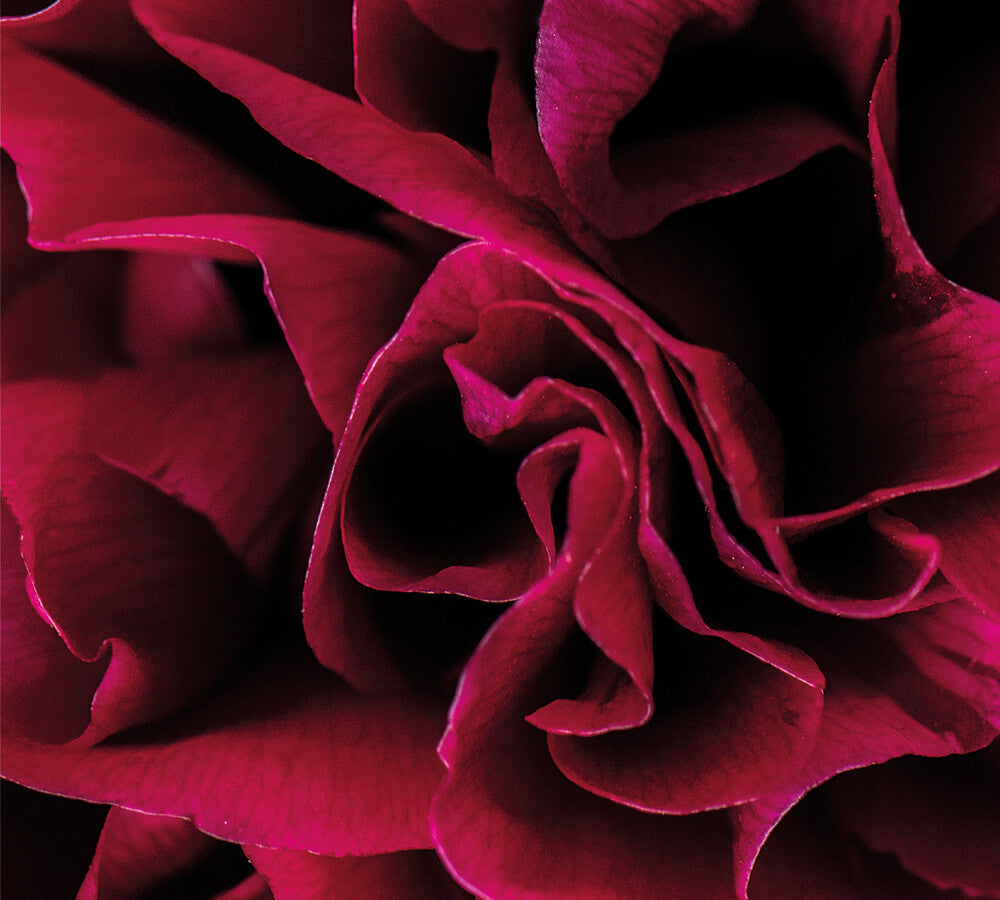 the album cover for Ian Boddy - Coil [Limited Edition]