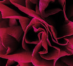 the album cover for Ian Boddy - Coil [Limited Edition]