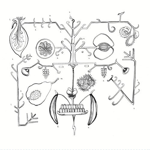 aa tigre - las frutas amarillas (Vinyl)