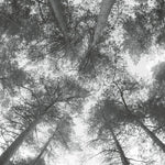 Cassandra Miller - Traveller Song/Thanksong (Vinyl)