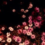 the album cover for Rat Columns - Babydoll (Wsv) [Indie Exclusive]