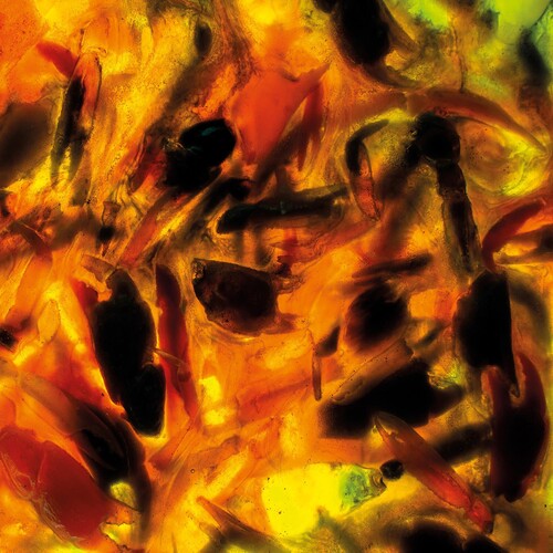 プレイグ・ライダー - インテンシティーズ (CD)