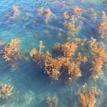 the album cover for Turn On The Sunlight - Ocean Garden