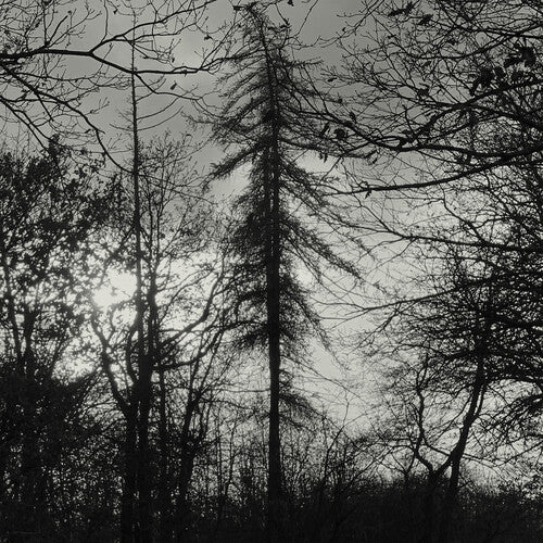 Maldición de todos los reyes - Tierra salvaje (Vinilo)