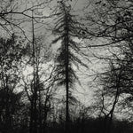 Maldición de todos los reyes - Tierra salvaje (Vinilo)