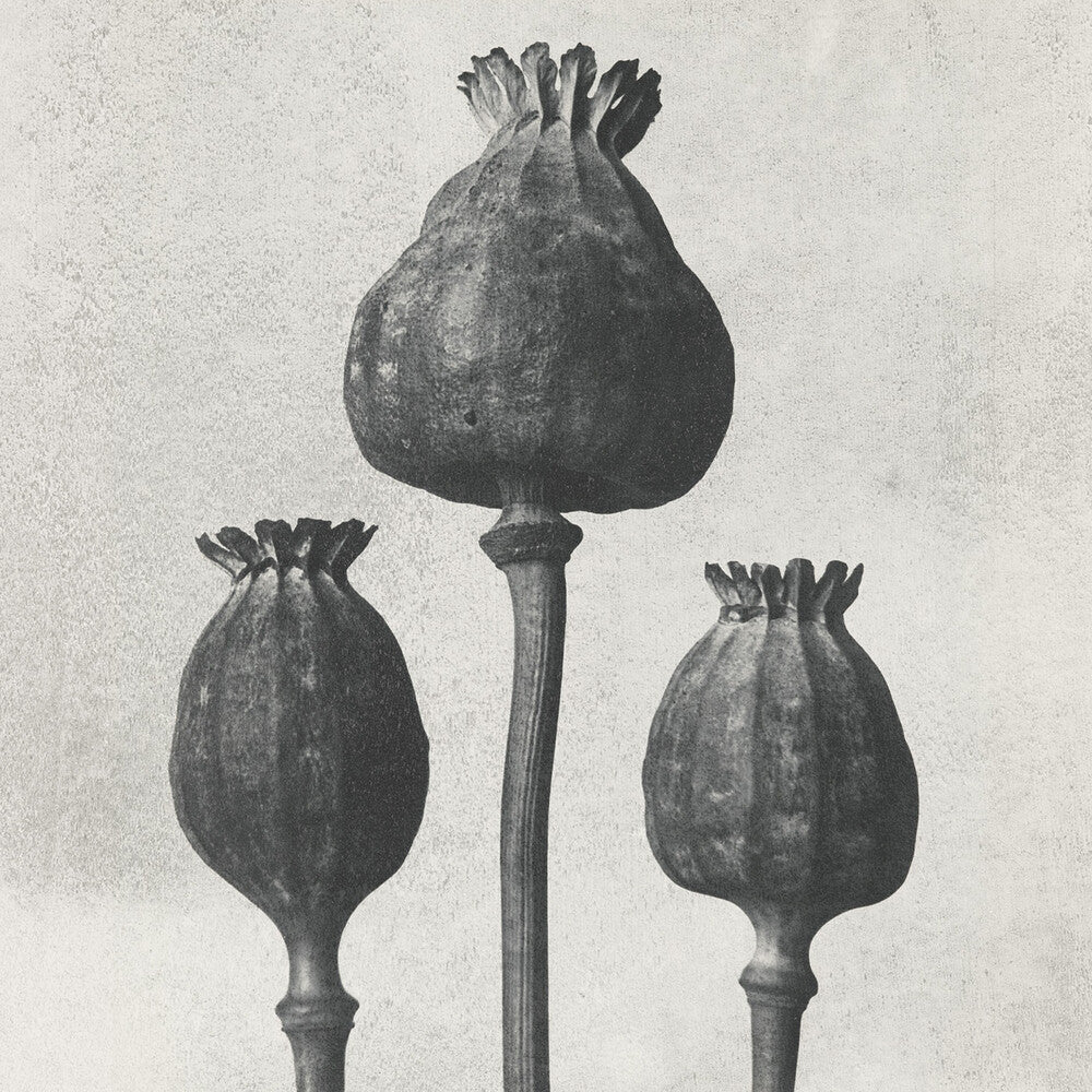 the album cover for Purgate - Transcend