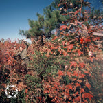 the album cover for Ylayli - Separation
