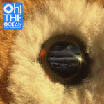 The Wombats - Oh! The Ocean (Indie Cloudy Clear Vinyl) (Vinyl)