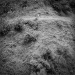 [PRE-ORDER] Anna Tivel - Animal Poem (CD)