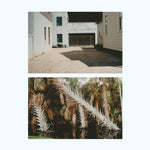 The Vestige (Vinyl)