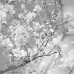 [PRE-ORDER] Masabumi Kikuchi - Hanamichi - The Final Studio Recording, Vol. II (CD)
