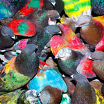 [PRE-ORDER] Blawan - Sickelixir (Vinyl)