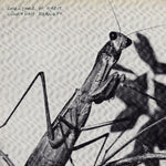 the album cover for Courtney Barnett - Creature of Habit